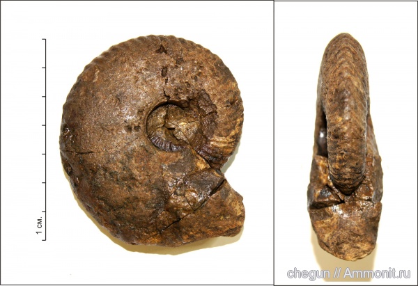 келловей, Quenstedtoceras, верхний келловей, Cardioceratidae, Quenstedtoceratinae