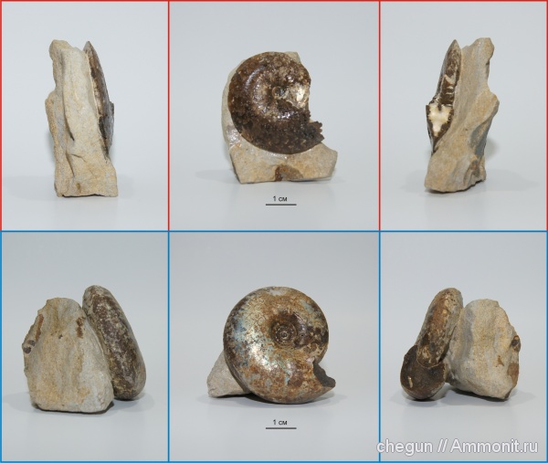 Garniericeras, Craspedites
