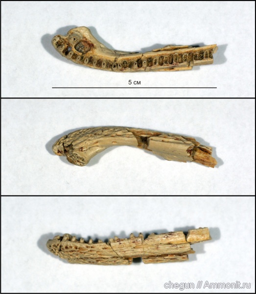 триас, Самарская область, лабиринтодонты, Wetlugasaurus