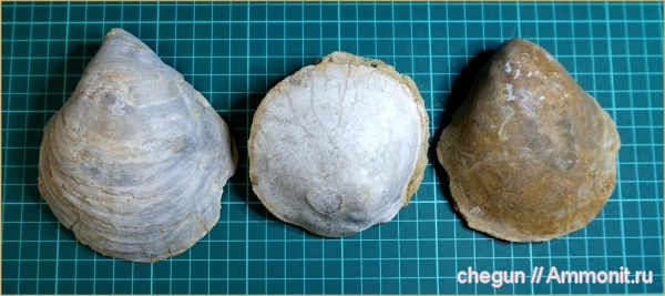 Gryphaea, Gryphaea dilatata