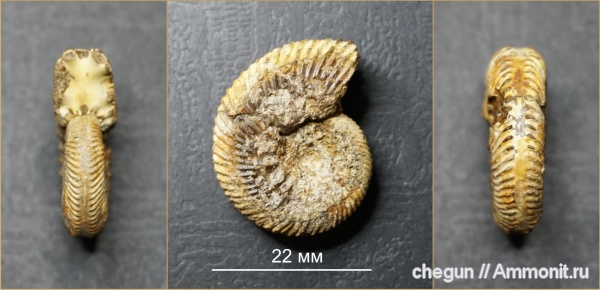 Aulacostephanus