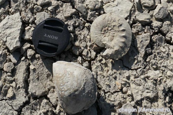 триас, Большое Богдо, Dorikranites bogdoanus, Ammonites bogdoanus, Goniatites bogdoanus, Mytilus dalailamae, Астраханская область
