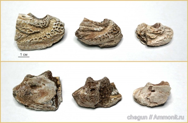 триас, Benthosuchus, лабиринтодонты, Benthosuchus sushkini, Benthosuchidae, Trematosauroidea, Оренбургская область, Benthosuchinae