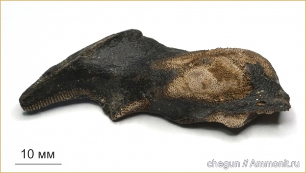химеры, сеноман, Саратовская область, Ischyodus, Пудовкино, Chimaeriformes, Ischyodus latus