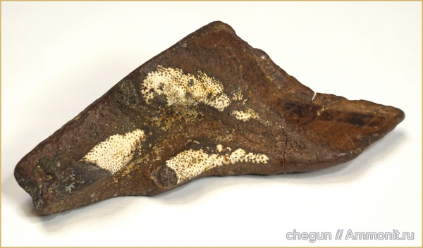 химеры, сеноман, Саратовская область, Chimaeriformes, Edaphodon, Edaphodon sedgwicki, Карамышка