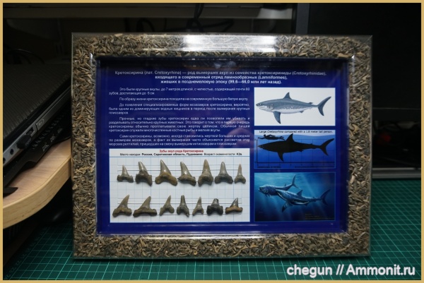 сеноман, зубы акул, Саратовская область, Пудовкино, shark teeth