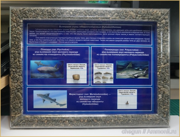 сеноман, зубы акул, Саратовская область, Пудовкино, Hybodontiformes, shark teeth, Карамышка, гибодонтообразные