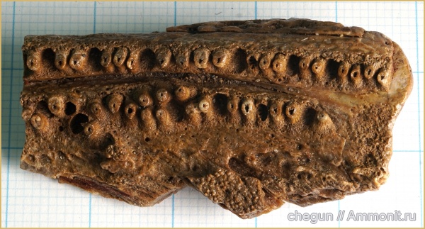 триас, Benthosuchus, лабиринтодонты, Оренбургская область, тератологическое  изменение