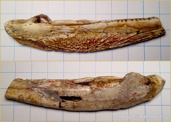 триас, челюсти, лабиринтодонты, Triassic, Wetlugasaurus angustifrons