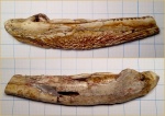 Ветлугазавр узкомордый (Wetlugasaurus angustifrons), правая ветвь нижней челюсти.
