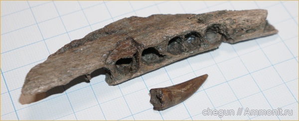 зубы, плезиозавры, сеноман, Elasmosauridae, челюсти, Пудовкино, Эласмозавры
