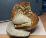 Аммонит Eogaudryceras sp
