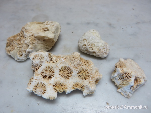Кипр, Scleractinia, Айя-Напа