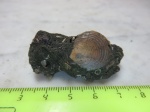 Entolium