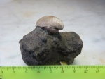 Russiella luna
