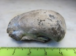 Myophorella intermedia