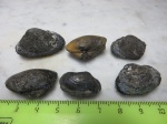 Pleuromya egregia