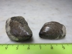 Buchia fischeriana