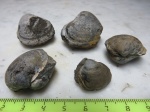 Mactromya excentrica