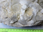 Отпечатки из песчаного карьера