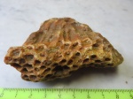 Колониальный коралл Petalaxis