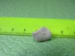 Брахиопода Rhynchonellida