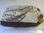 Dennstaedtia sp.