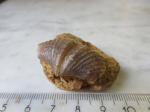 Brachythyrina