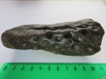 Stigmaria ficoides