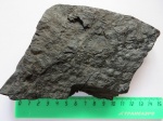 Stigmaria ficoides