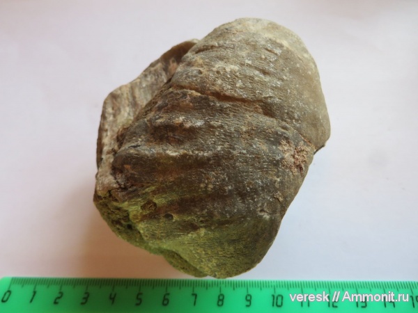 брахиоподы, р. Мста, ранний карбон, Gigantoproductus sp
