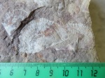 Schuchertella rovnensis