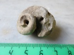 Bellerophon sp.