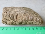 Syringopora sp.
