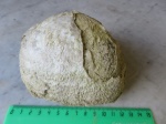 Gigantoproductus sp.