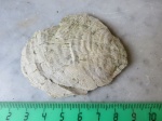 Striatifera striata
