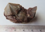 Cyrtospirifer tenticulum