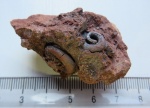 Platyschisma uchtensis