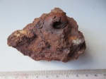 Bellerophon sp.