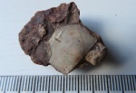 Брахиопода отряд Strophomenida