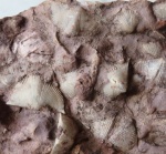 Cyrtospirifer schelonicus, C. tenticulum (Tenticospirifer tenticulum)