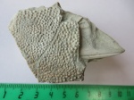 Plourdosteus trautscholdi