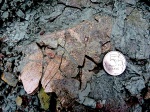 Plourdosteus trautscholdi