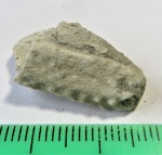 Placodermi