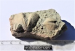 Cyrtospirifer sp.