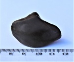 Зуб Placodermi