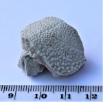 Фрагмент головной части пластины Placodermi