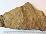 Archaeocalamites radiatus