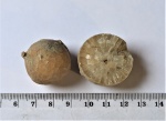 Цистоидея Echinosphaerites aurantium