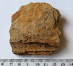 Lyginopteris sp.